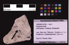 Foto (Objekt + Etiketten) von Decapoda indet. (NHMW-GEO-1990-0041-0105)